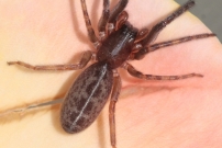 La sgestrie bavaroise. Elle a t la proie d'un pompile (Araneae - Segestriidae - Segestria bavarica)